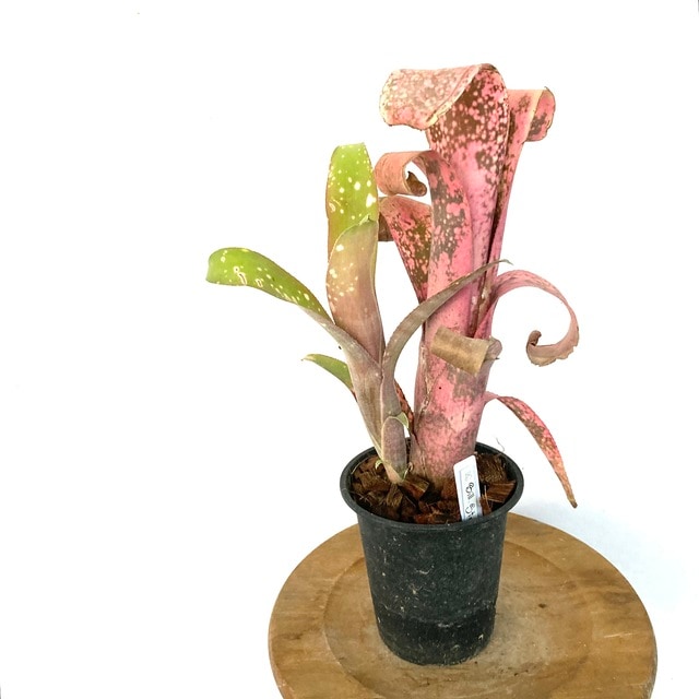 Billbergia ビルベルギア - Frontier Plants ONLINE STORE