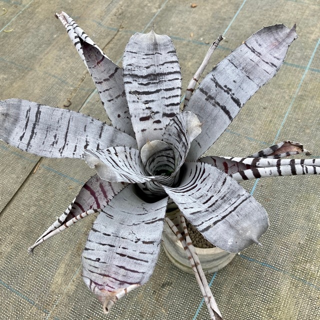 現品) エクメア チャンティニー 'ブラックセレクト' (No.62394