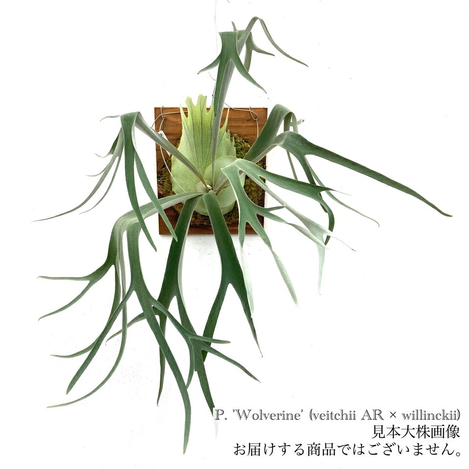 ビカクシダ　Wolverine 親株 現品) ビカクシダ 'ウルヴァリン' (TC) (No.40906) | ビカクシダ