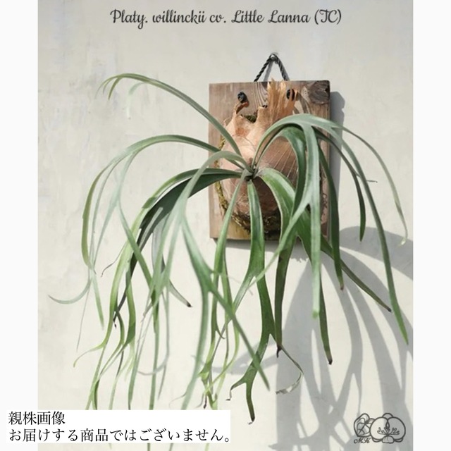 ビカクシダ ウィリンキー YMDS 幼株／輸入株 大株です！ビカクシダ