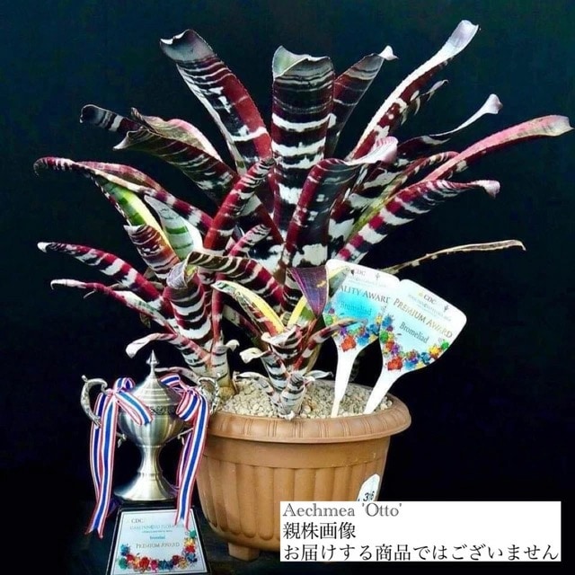 ブロメリア・エアープランツ Aechmea Otto 現品) エクメア 'オットー' (No.62272) | ブロメリア,エクメア