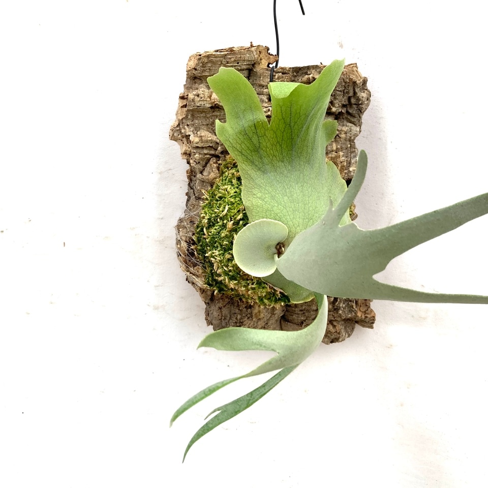 板付 観葉植物 超美形株♫〖ビカクシダ・ウィリンキー・ドワーフタツタ〗 ⊿ Dwarf Tatsuta よくどこがドワーフなの？って言われてますね