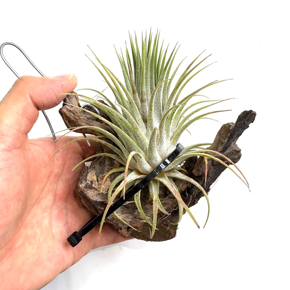 チランジア イオナンタ スノーボール イオナンタ スノーボール 02号 | air-plants TENGU-DO