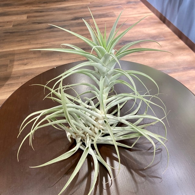 K2 plants gallery | チランジア・カクティコラ ペルー原産で
