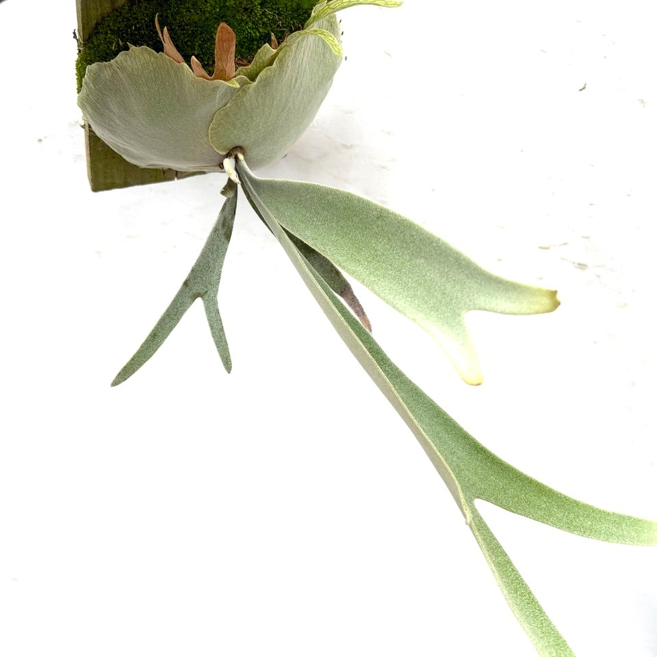 ビカクシダ P.veitchii wild spore こそばゆい ビーチーワイルド