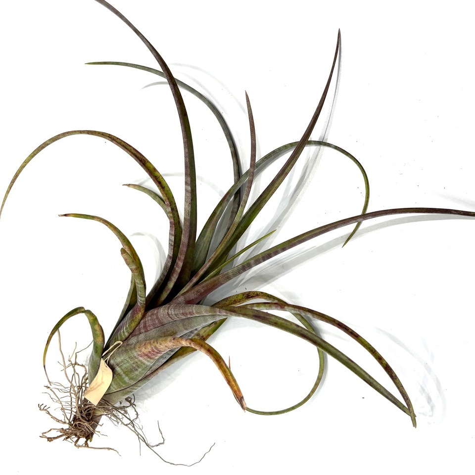 チランジア　フレクスオサ　ツイスト　ジャイアントフォーム Tropiflora チランジア・フレクスオーサ・ジャイアントフォーム Tillandsia