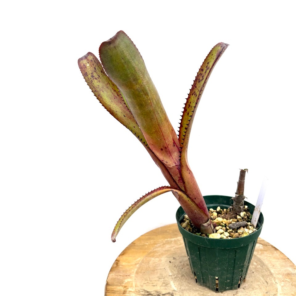 【バンジャールt.f】エクメア プロメリア 観葉植物 エクメア・ディスジュンクタ Aechmea（Hohenbergia） disjuncta