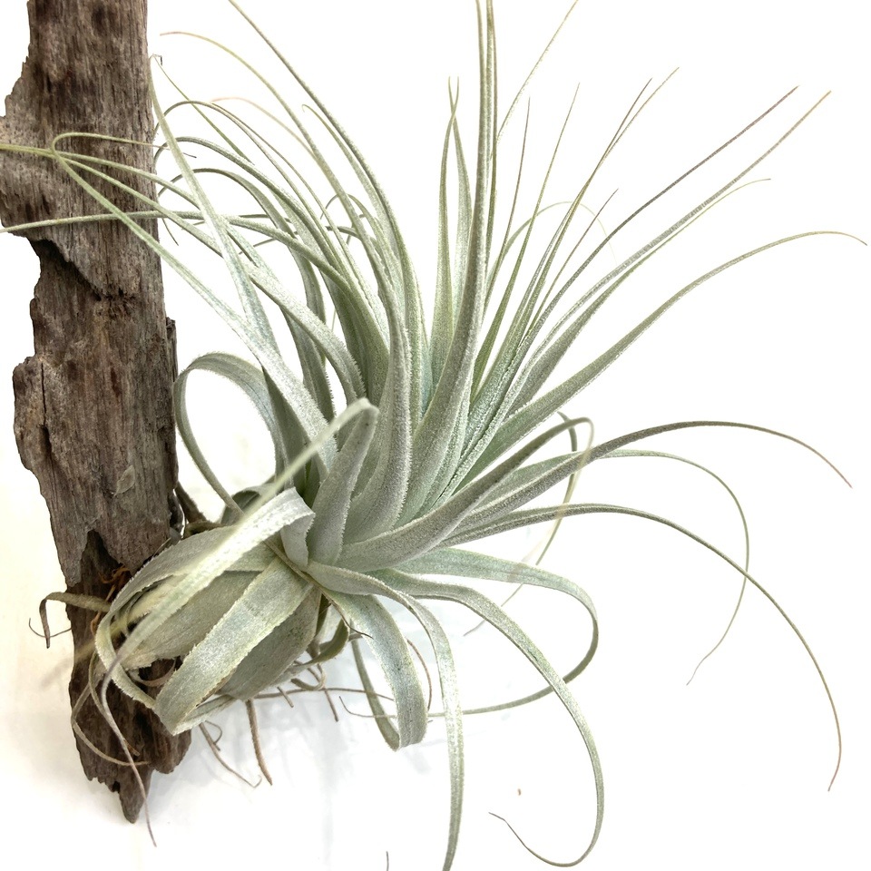 現品) チランジア ガルドネリ ルピコラ (No.22142) | エアープランツ