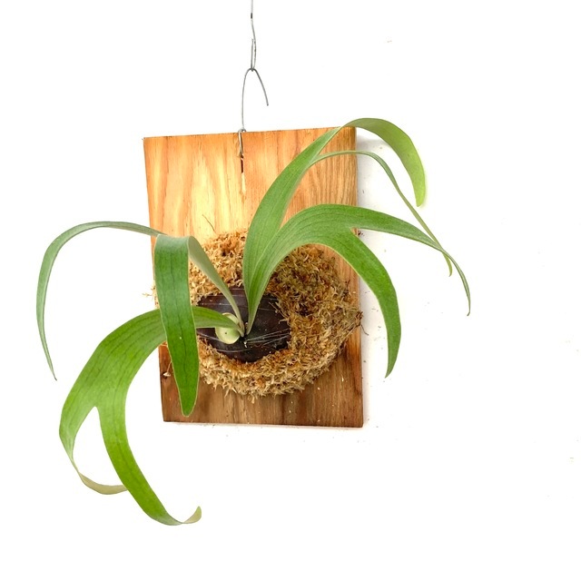 ビカクシダ ウィリンキー サンバウェンセ（cv.Sumbawense）