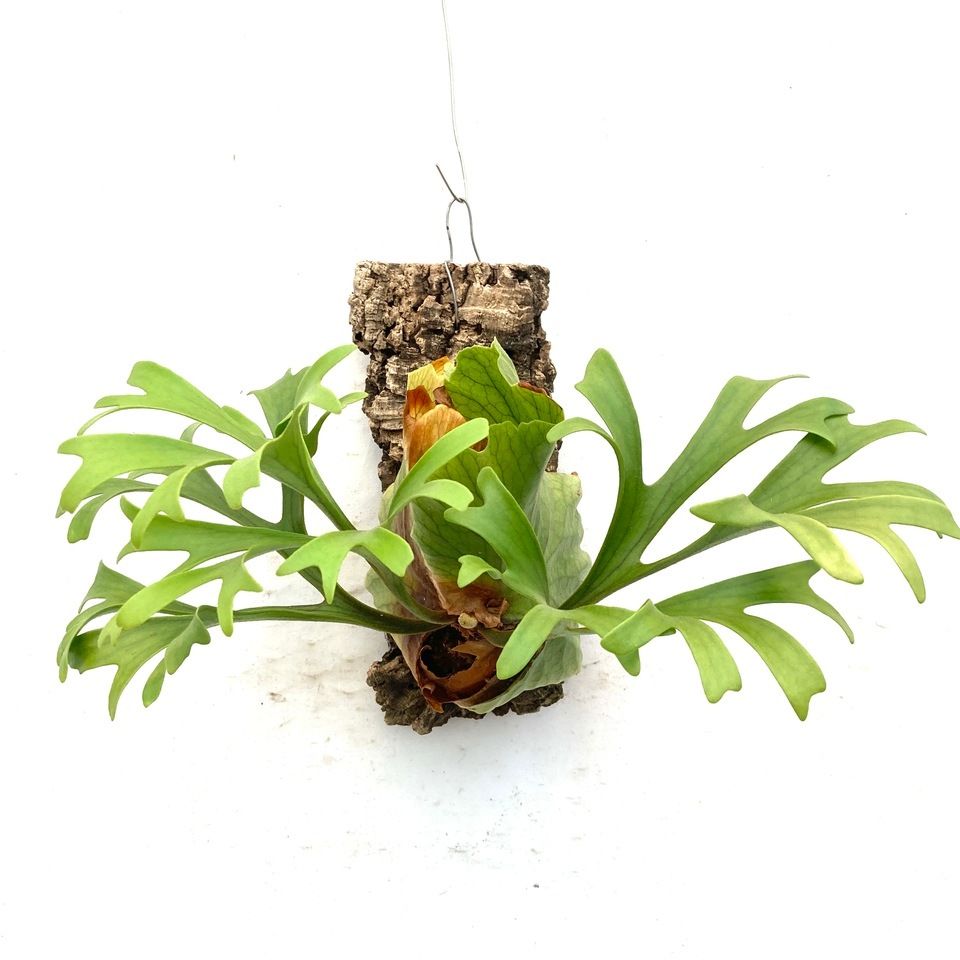 ビカクシダ キッチャクード ビカクシダ キッチャクード グリーン