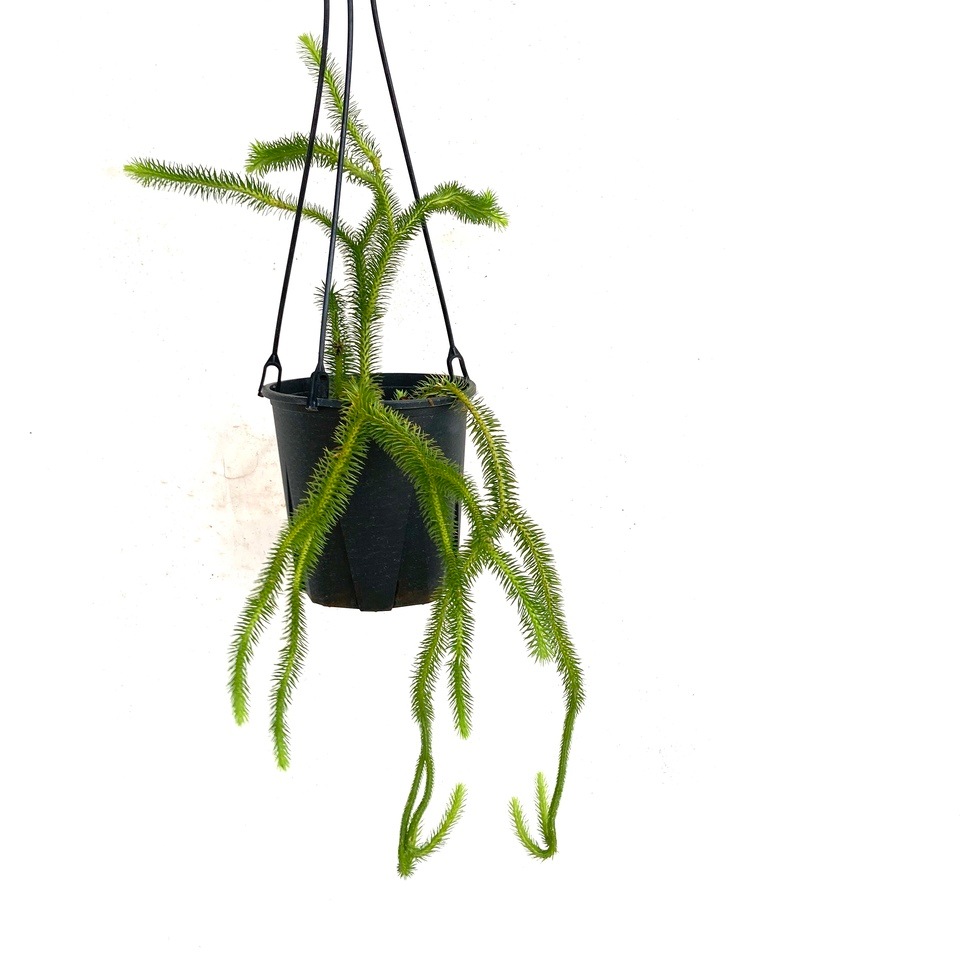 現品) フペルジア スクアローサ (No.62433) | シダ植物