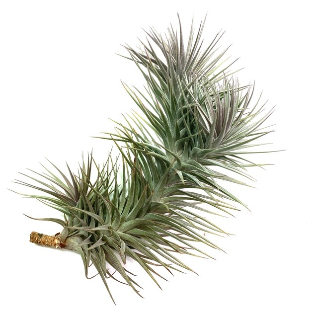 現品) チランジア アエラントス 'ニグラ' (No.21824) | エアープランツ