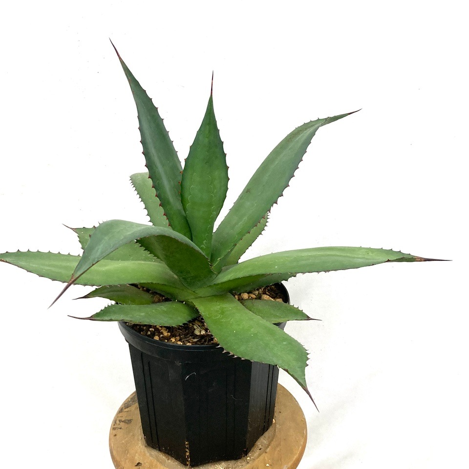 現品) アガベ アトロビレンス (No.62300) | 希少な観葉植物,アガベ  