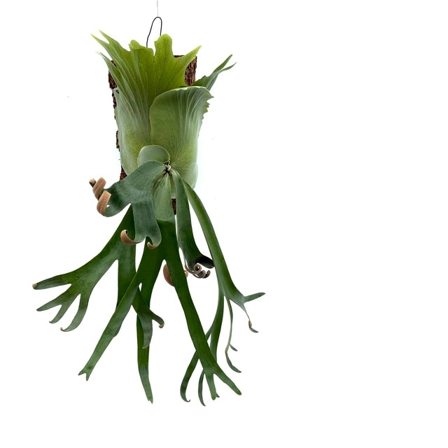 現品) ビカクシダ 'フーンシキ' TC苗 (No.40747) | ビカクシダ