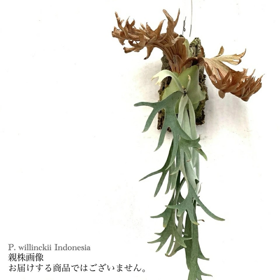 ビカクシダ 壁掛け用 ウィリンキー ビカクシダ ウィリンキー
