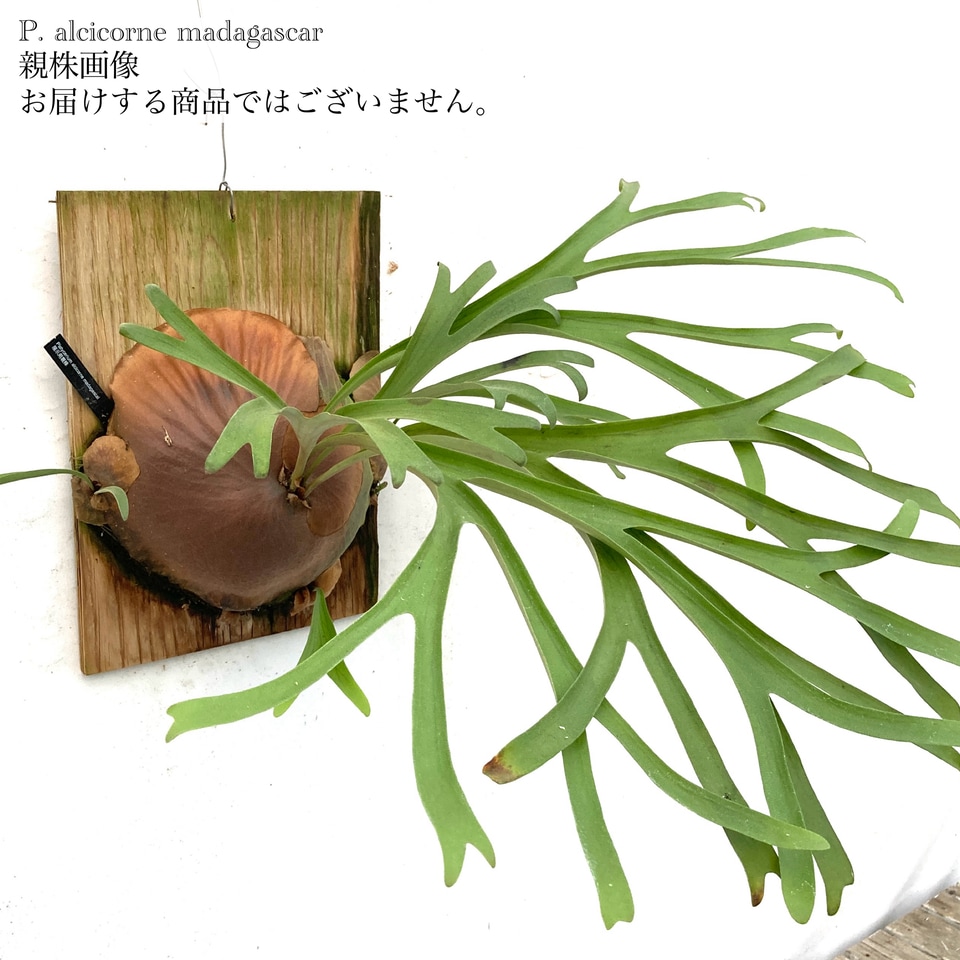 大株ビカクシダ アルシコルネ ビカクシダ アルシコルネ (Platycerium alcicorne)-について
