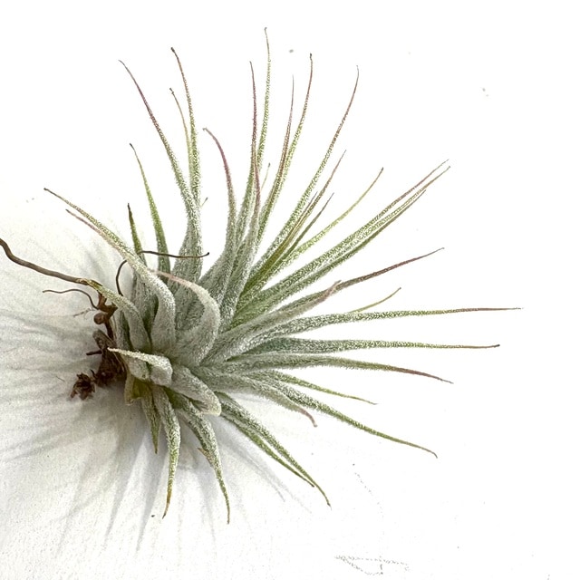 イオナンタ　スノーボール チランジア イオナンタ スノーボールTillandsia Ionantha Snowball