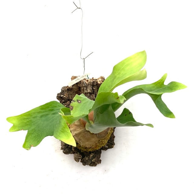 侏儒神獸P.Willinckii Nano spore（孢子苗）鹿角蕨