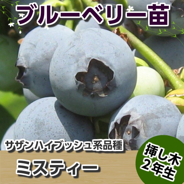 現品！ブルーベリーの木実付き、品種不明 厚木市】時間無制限のブルーベリー狩り農園！ 自分で摘んだ