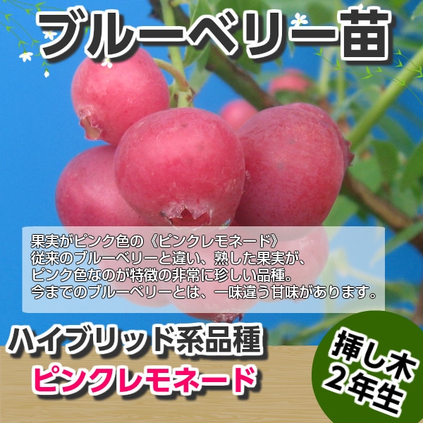 ブルーベリー苗　デライト＆ピンクレモネード　準大苗セット ブルーベリー苗 デライト＆ピンクレモネード 準大苗セット 8号鉢