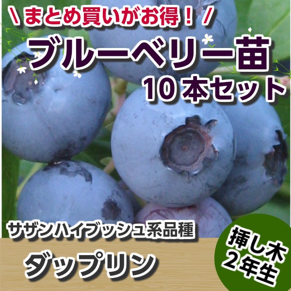 ブルーベリー苗 オニール&ブライトウェル大苗2本セット 【公式通販】