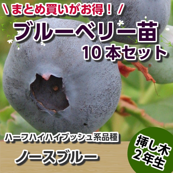 ノースブルー 【挿し木2年生苗】 10本セット ブルーベリー苗木