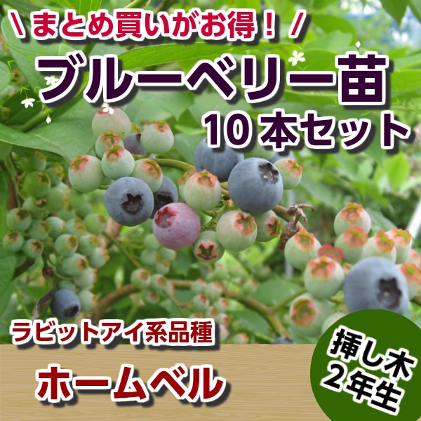 ブルーベリー大苗木 ラビットアイ系 2本セット