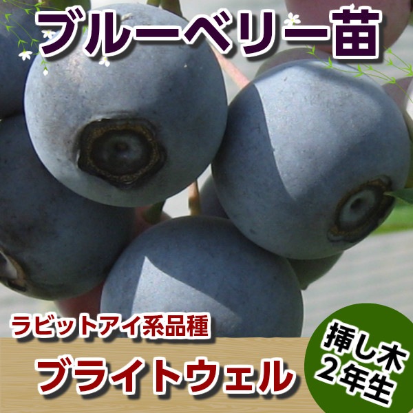 ブルーベリー苗 ブライトウェル大苗 実付 ブライトウェル 大苗| 種・苗・ガーデニング用品の【タキイ