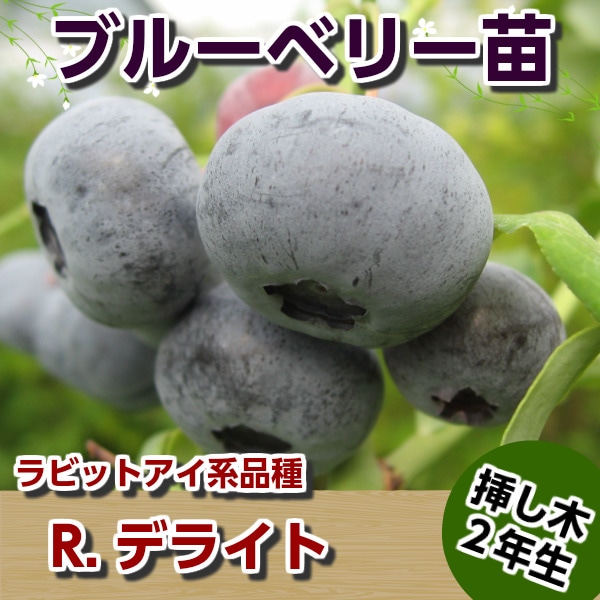 R.デライト 【挿し木2年生苗】 ブルーベリー苗木 ブルーベリー