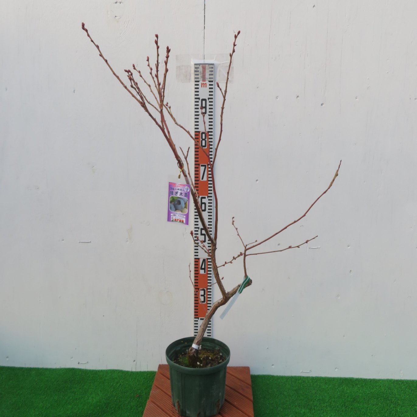 ブルーベリー苗 ブリジッタ大苗 ブルーベリー ブリジッタ 【果樹の苗木 6号／1個売り】｜ 【植物