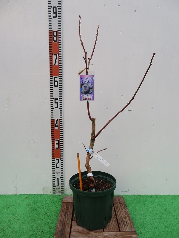 ブルーベリー苗木　3年生　6鉢 サンシャインブルー】 3年生苗 6号ポット サザンハイブッシュ