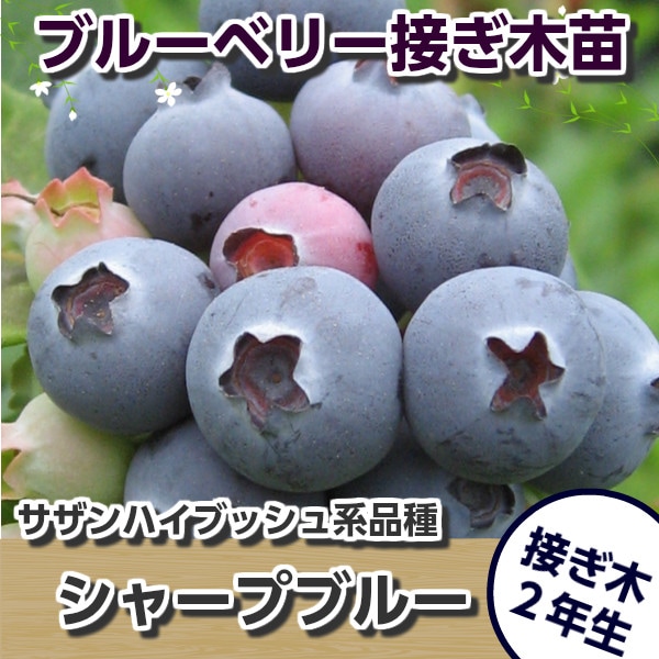 ブルーベリー苗 マグノリア&シャープブルー大苗2本セット