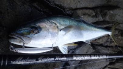 MCワークス ストレンジブルー 973R MC works'/ストレンジブルー