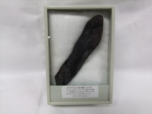 レア！恐竜　カマラサウルスの歯化石　約30mm 恐竜化石コレクター必見！ベリーレア、北米の巨大竜脚形類