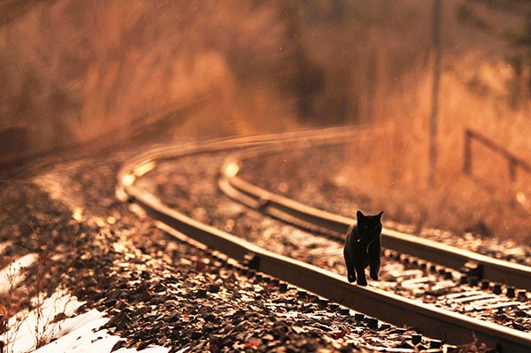 ねこ鉄 【0028】三陸鉄道 レイルを歩く保線猫 | ゆる鉄画廊