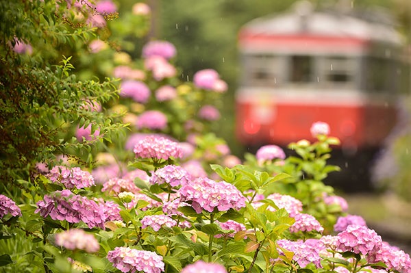 絵画【紫陽花薫る箱根登山鉄道】 アートプリンター【紫陽花薫る箱根登山鉄道】 絵画 HR 通販