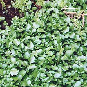 天然山菜】クレソン | すべての商品 | わら細工・正月飾り・山菜はしだ 
