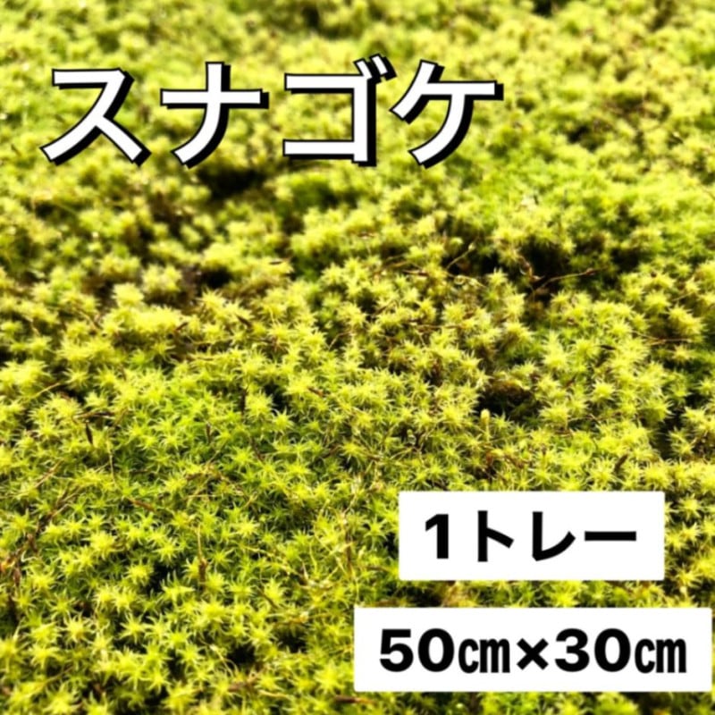 スナゴケすな苔50トレー50枚