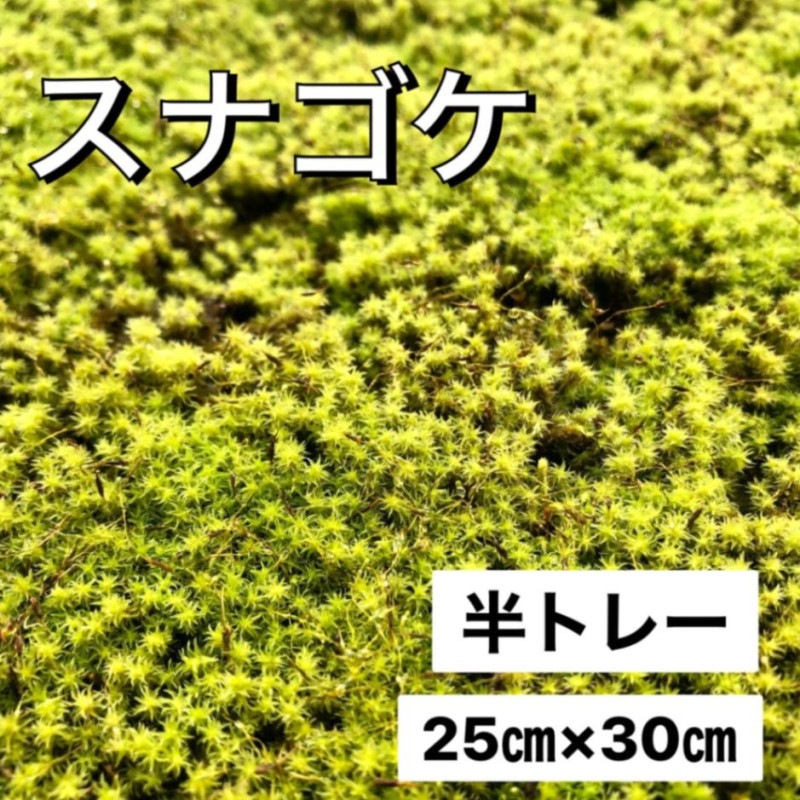 スナゴケ 砂苔販売通販