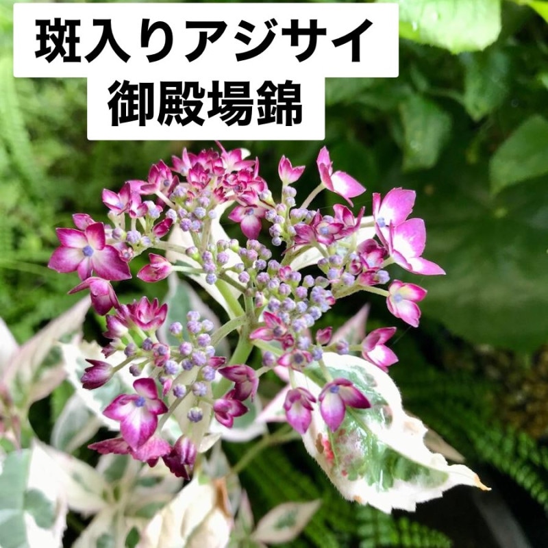 c*7様 山野草 斑入りヤマアジサイ 御殿場錦 - メルカリ