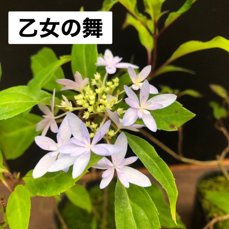m*******出品❗ヤマアジサイ苗3苗お届け！ 山アジサイ ヤマアジサイ 苗 乙女の舞販売通販