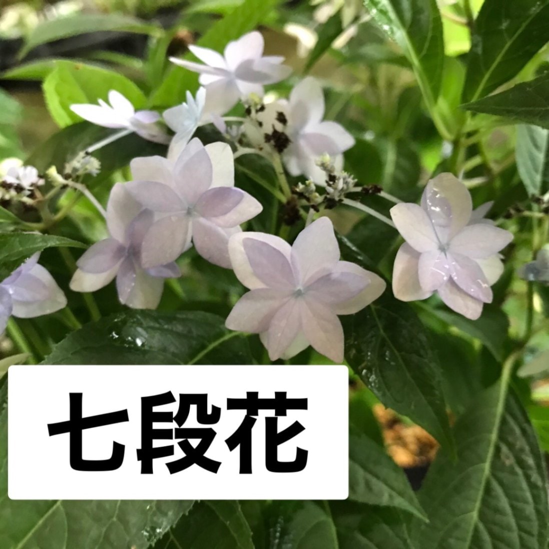 山アジサイ　苗木　２０種セット 山アジサイ 苗木 20種セット （ヤマアジサイ 七変化 苗 販売