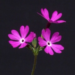 山野草、日本産クマガイソウ（素心）大の花芽1芽付き（キ5） img61421548.jpg