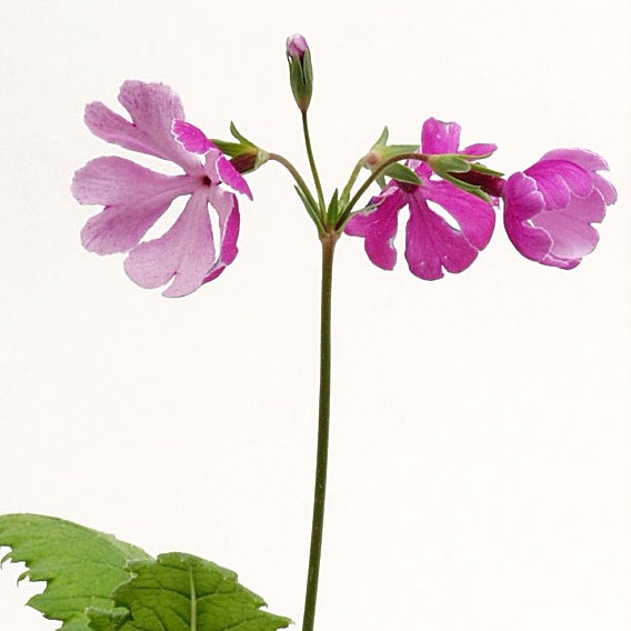 桜草（ニホンサクラソウ）銘品 銀覆輪販売通販