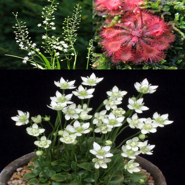 日本の山野草 今見頃の山野草 3ポット お買い得セット販売通販