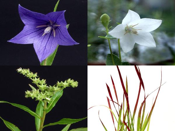 今見頃の山野草 5ポット お買い得セット販売通販
