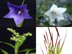 日本の山野草 令和7年8月11日（月・祝）の山の日を記念して、センニチコウ