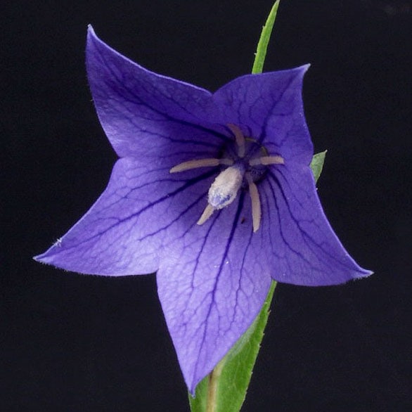 掛け軸【桔梗に蝶】榊原苔山 2556 キキョウにチョウ