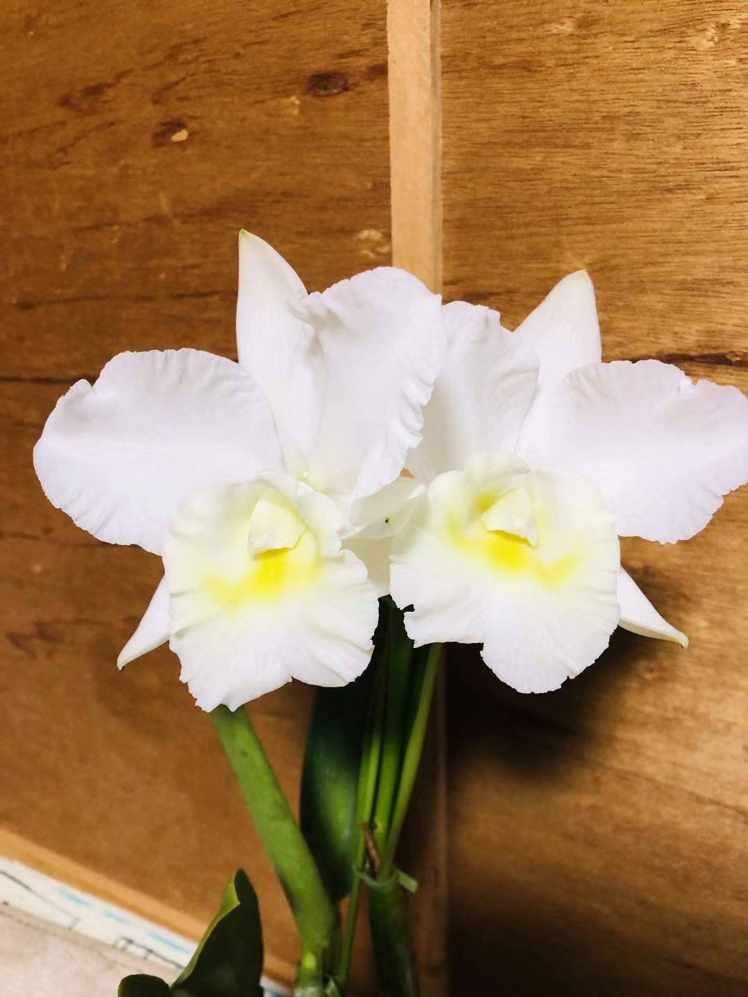 カトレア 天然木や人工木のウッドデッキセットやラティス：JJ PROHOME | 【株