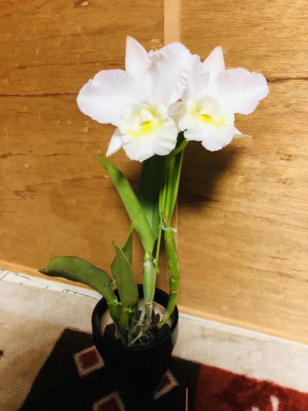 天然木や人工木のウッドデッキセットやラティス：JJ PROHOME